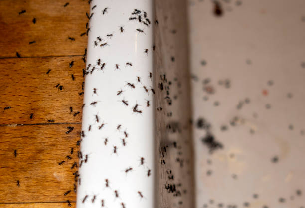 Best Termite Control Services  in La Cygne, KS