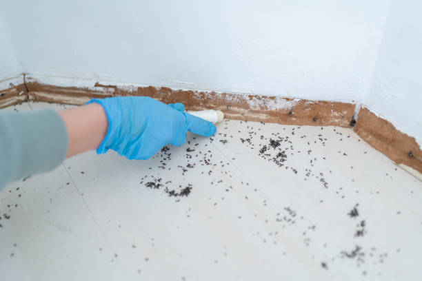 Best Rat Extermination Near Me  in La Cygne, KS